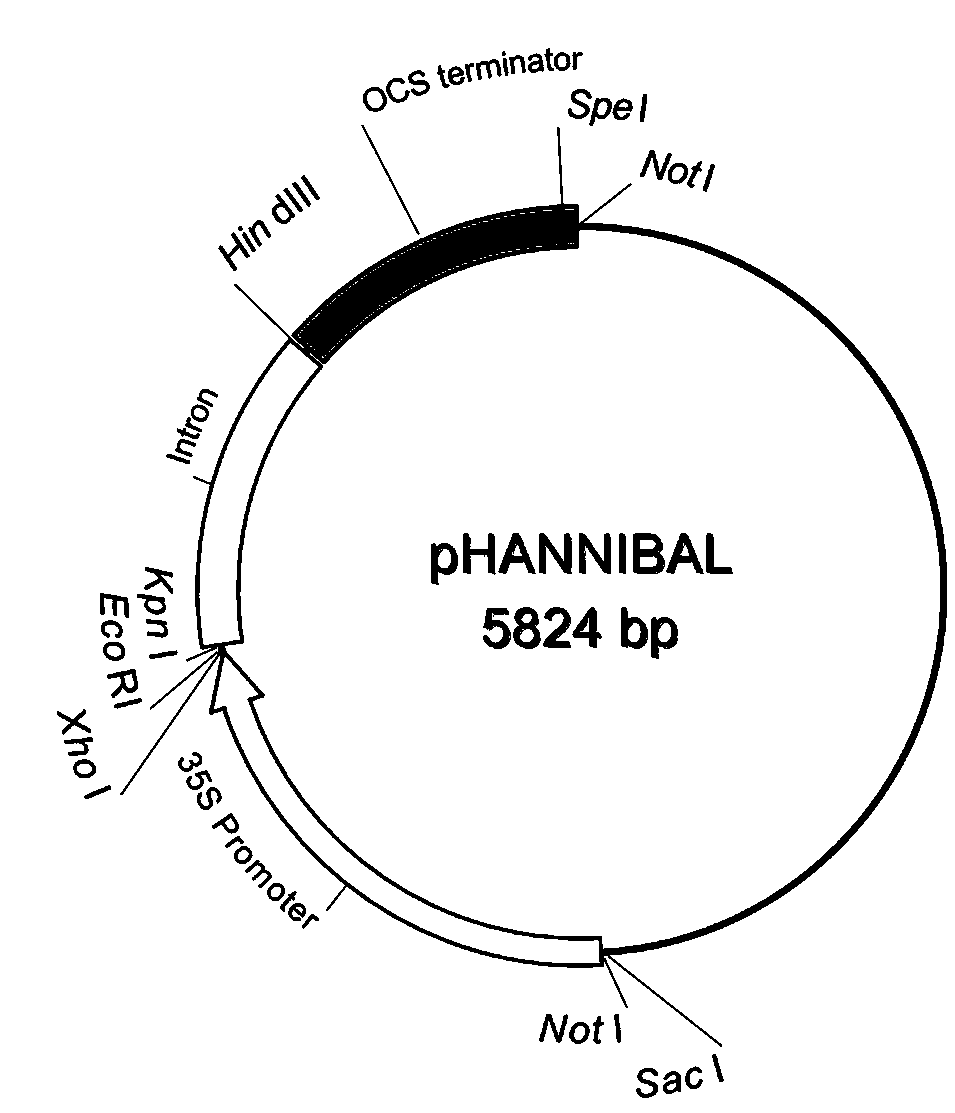 Plant RNAi expression vector and construction method and application thereof