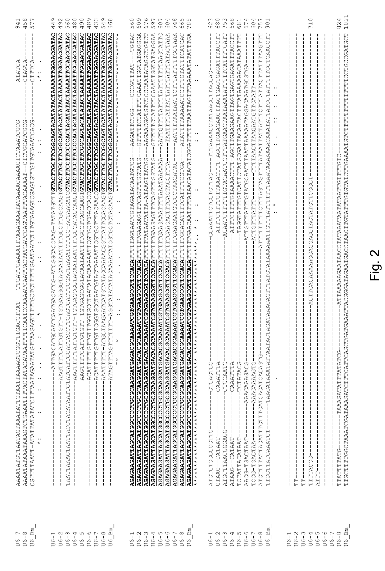 Means and methods for preparing engineered proteins by genetic code expansion in insect cells