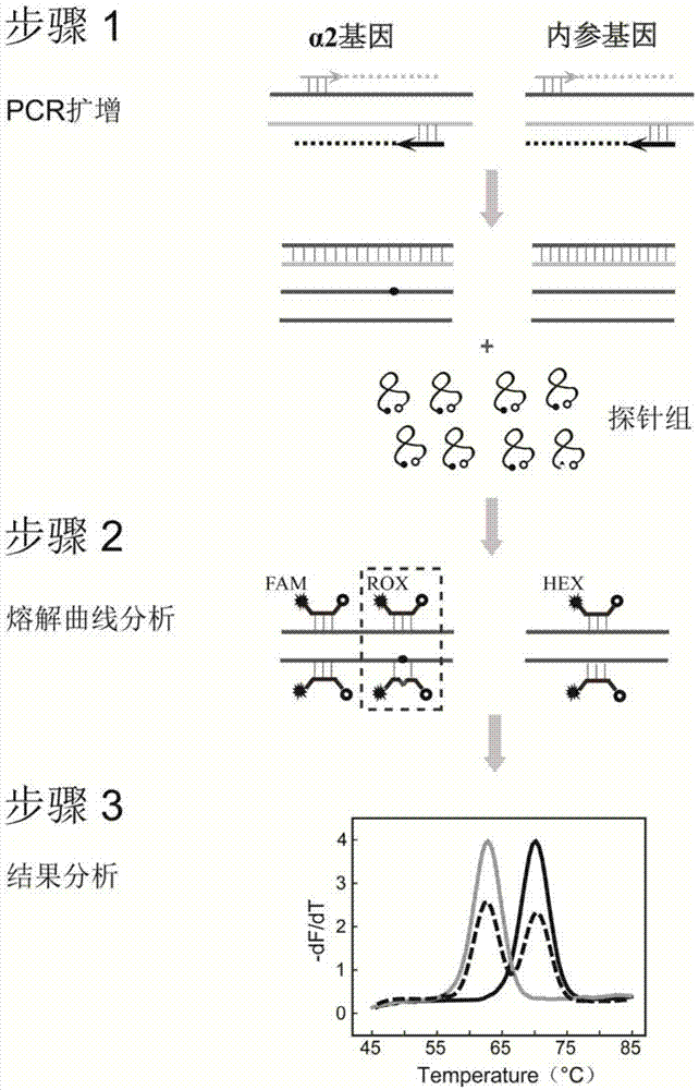 Alpha-globin gene mutation detection kit as well as preparation method and use thereof