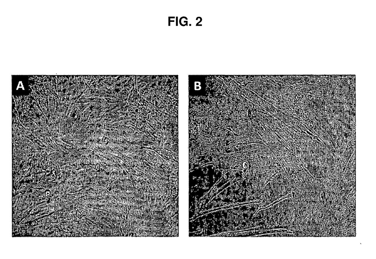 Proliferative primary human sertoli cell cultures and their applications