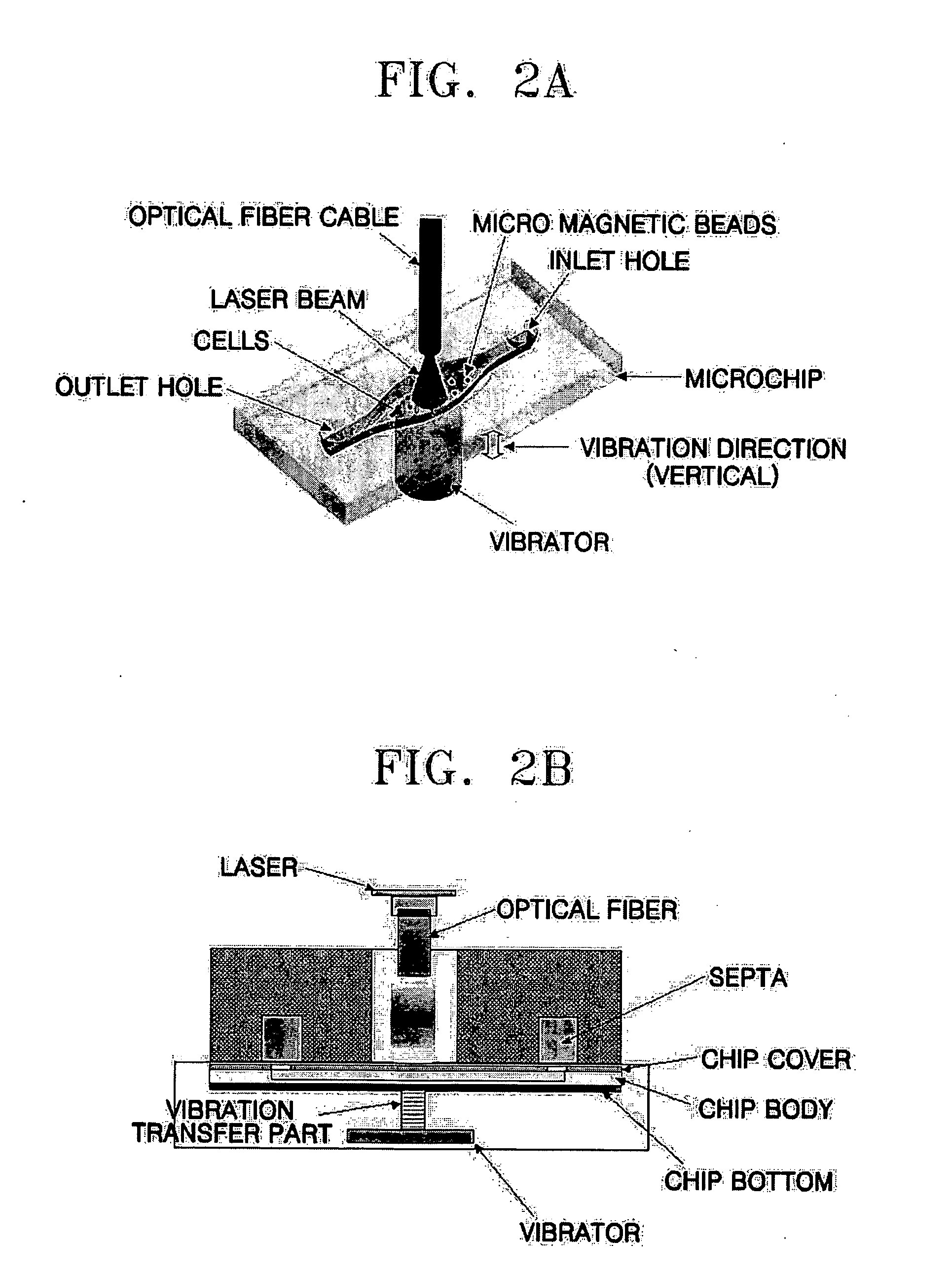 Method and apparatus for the rapid disruption of cells or viruses using micro magnetic beads and laser