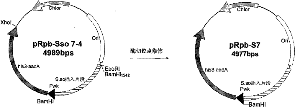 Bacteria one-hybrid vector and preparation