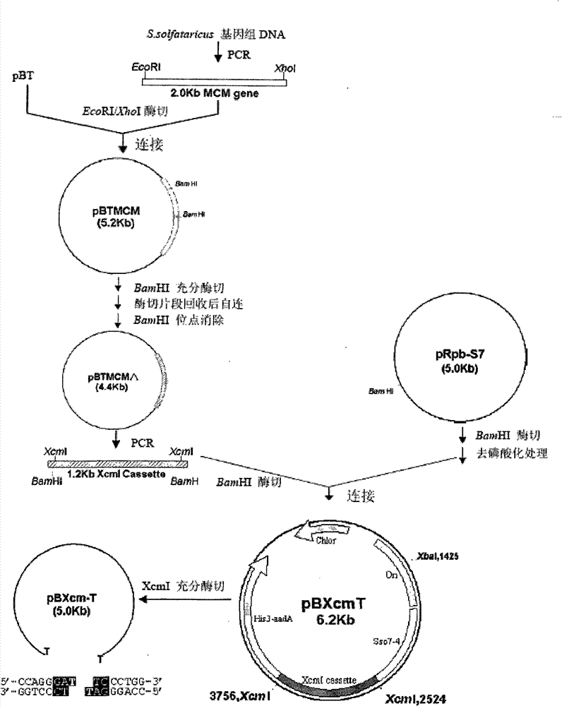 Bacteria one-hybrid vector and preparation