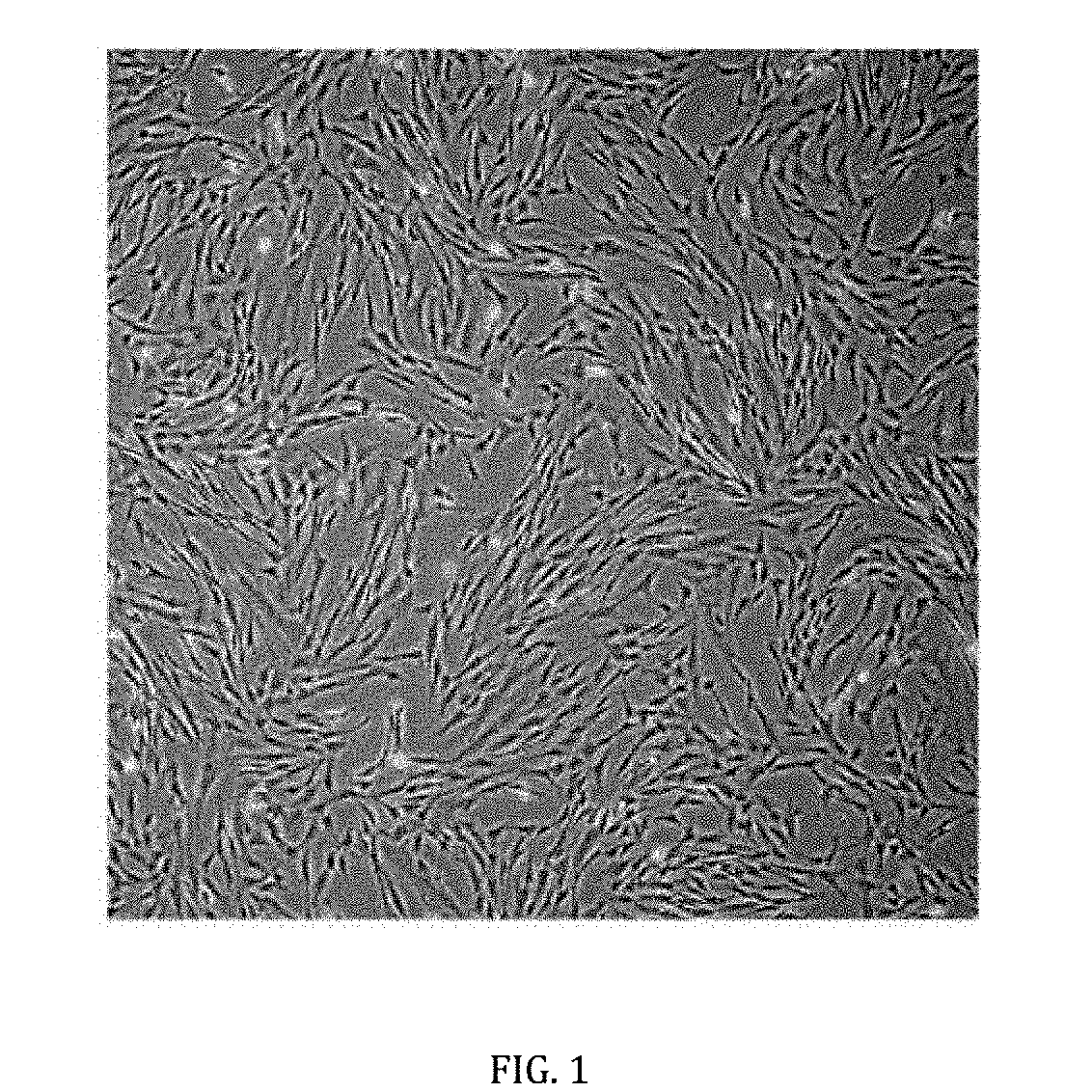 Cell-based composition and use thereof for treatment of acute stroke