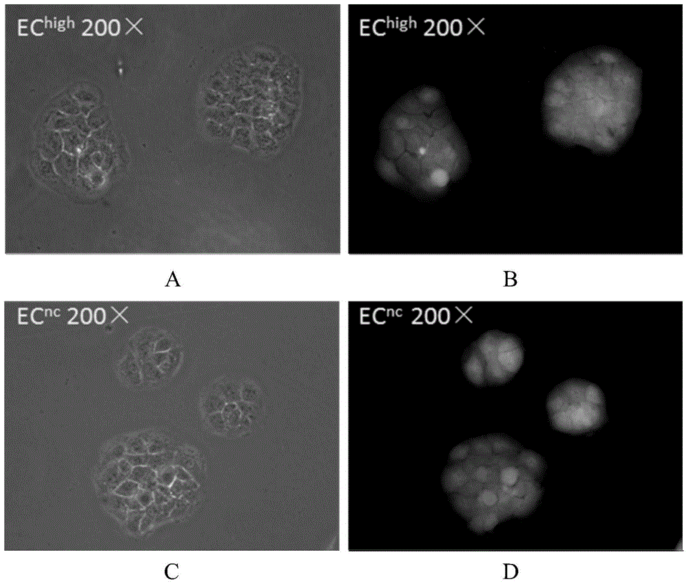 Method and application of MicroRNA (micro ribonucleic acid) 221-3p in preparation of epidermal cells