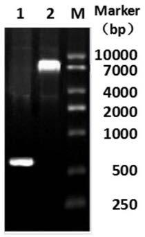 A kind of photosensitizer compound and its preparation method and application