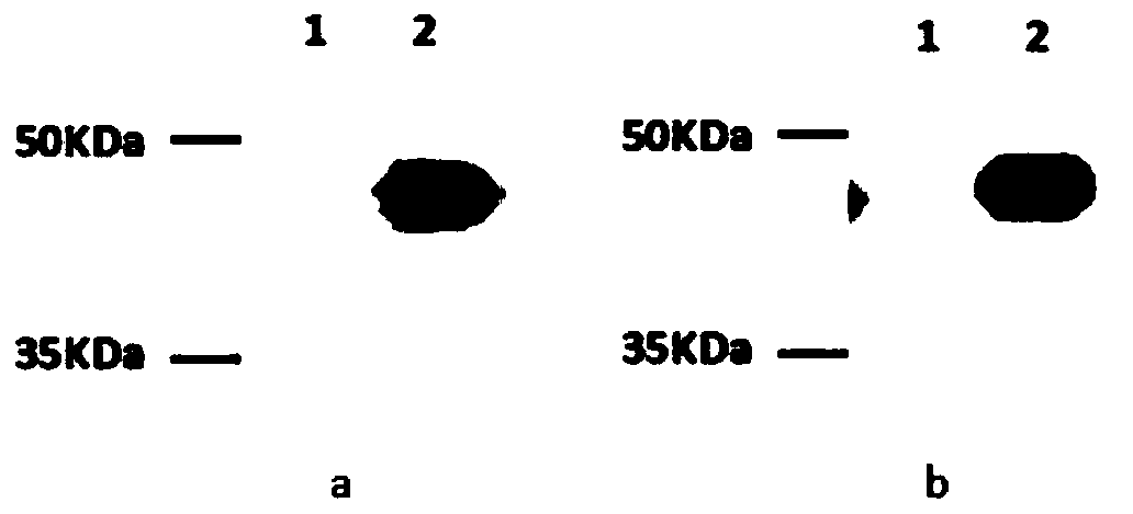 A kind of photosensitizer compound and its preparation method and application