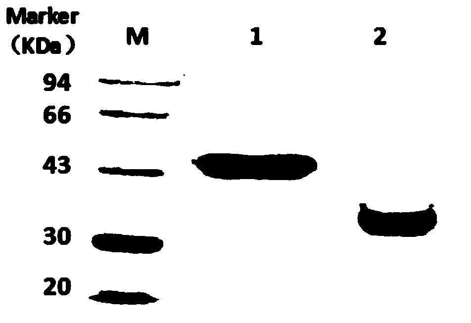 A kind of photosensitizer compound and its preparation method and application