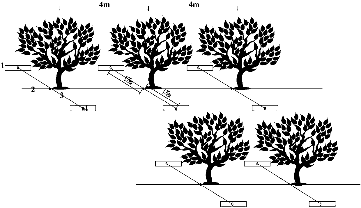 Irrigation method of loquat trees