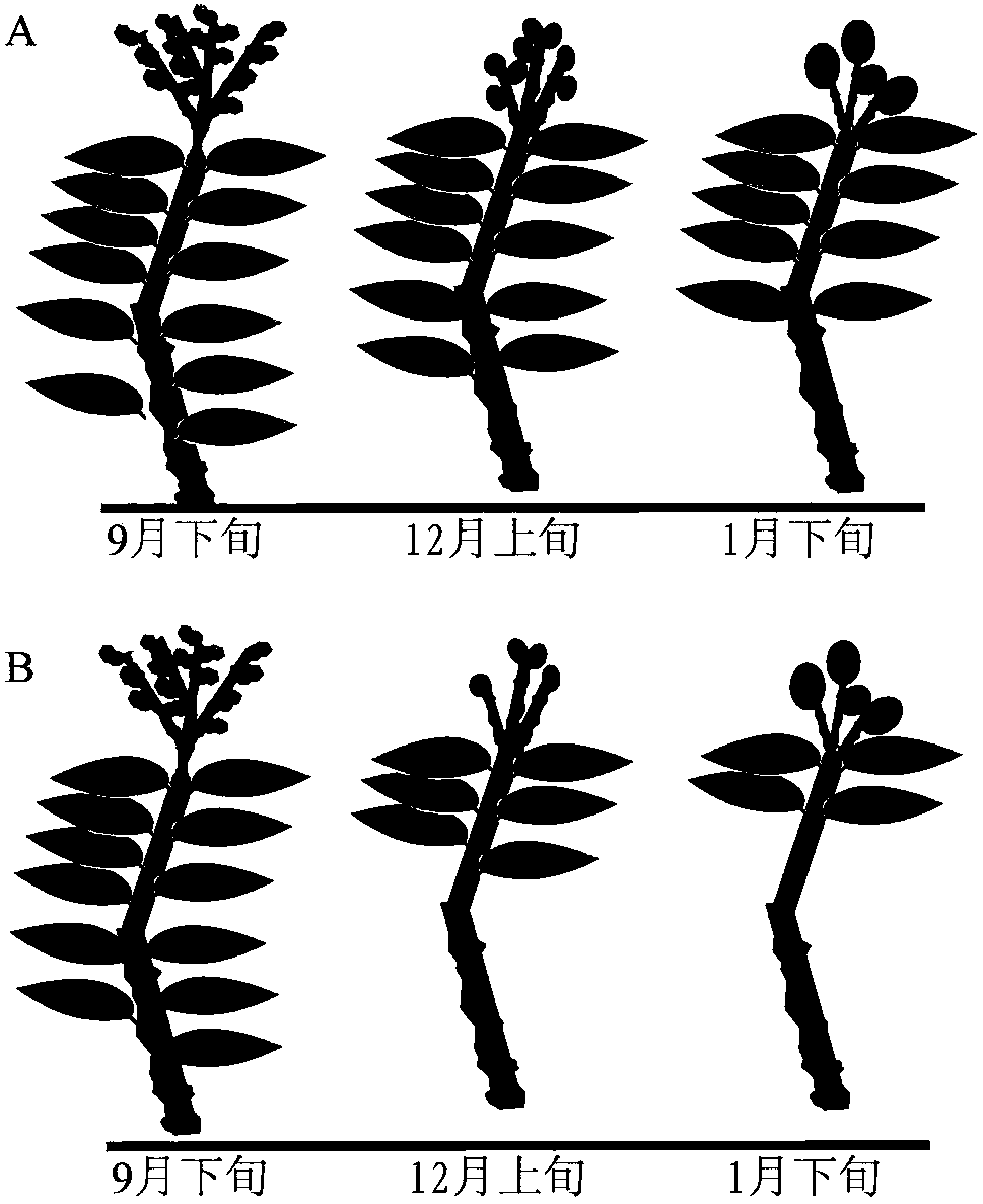 Irrigation method of loquat trees