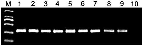A method for identifying Dendrobium Huoshanense with chloroplast microsatellite primer pairs