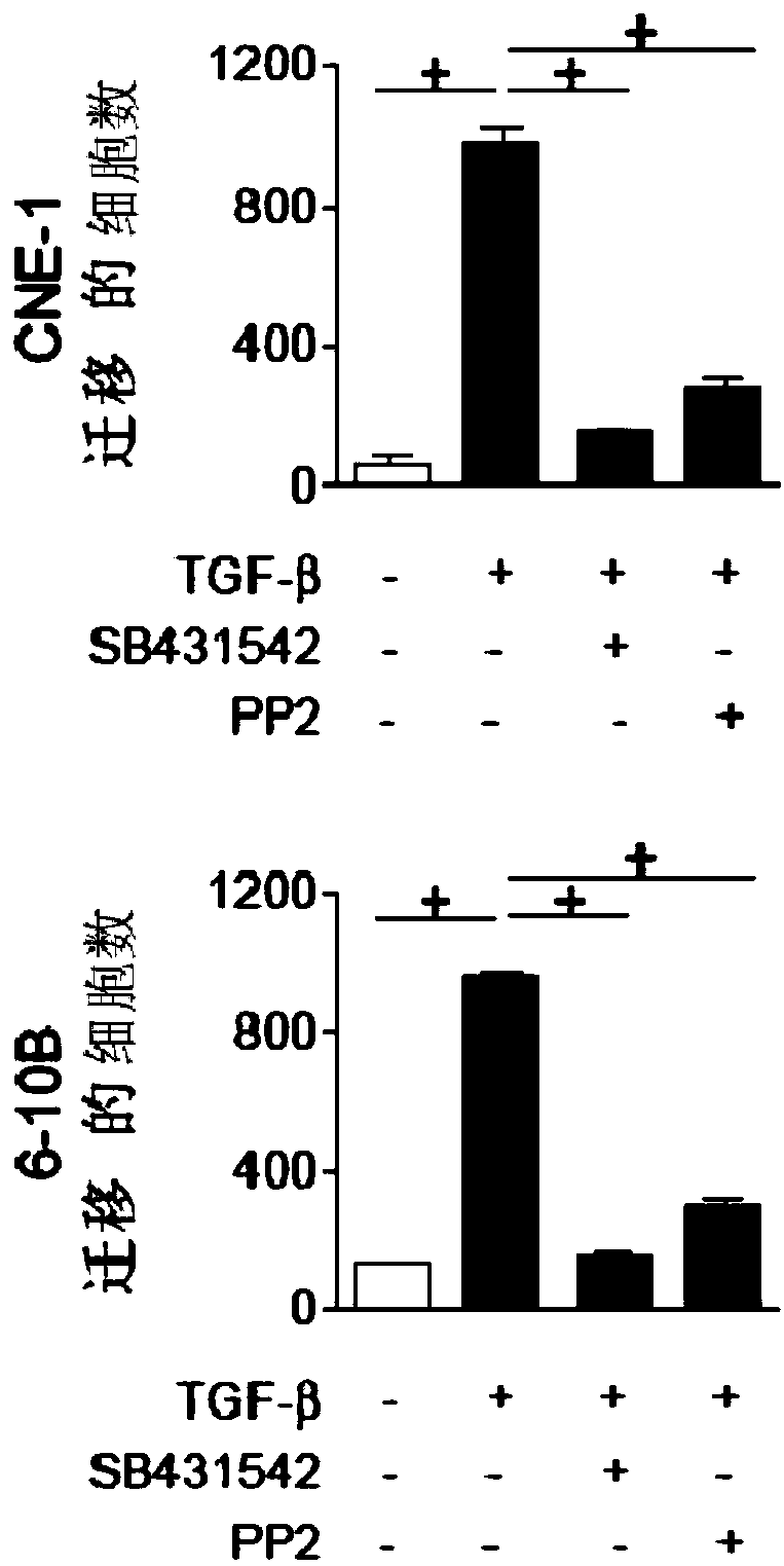 Flotillin-2 as a target for screening drugs that inhibit the metastasis of nasopharyngeal carcinoma and its application