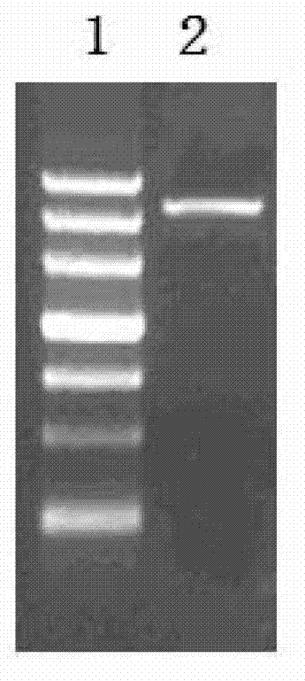 Agrobacterium tumefaciens mediated RNA (Ribonucleic Acid) interfering method for filamentous fungi genes