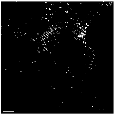 Preparation method of nano composite catalyst of porous graphene loading transition metal