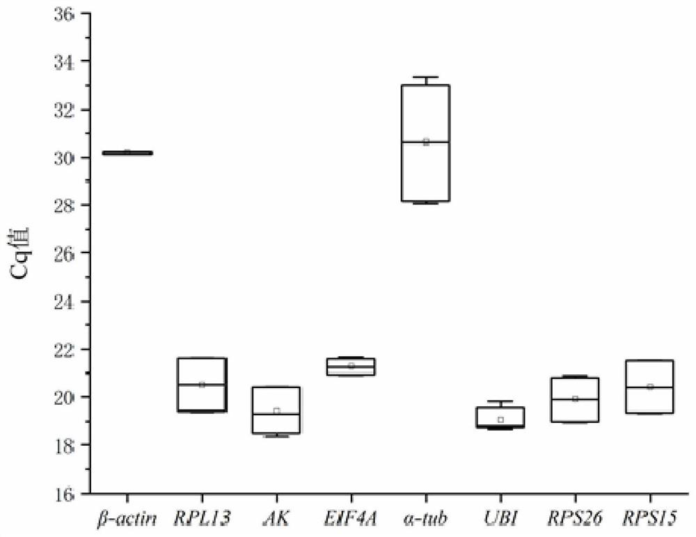 Fluorescent quantitative reference genes of hyphantria cunea adults with different sexes as well as primers and application of fluorescent quantitative reference genes