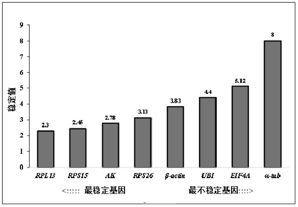 Fluorescent quantitative reference genes of hyphantria cunea adults with different sexes as well as primers and application of fluorescent quantitative reference genes