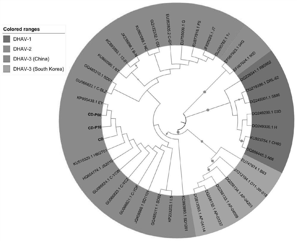 A kind of attenuated strain ch-p60 of type 3 duck hepatitis A virus and its application