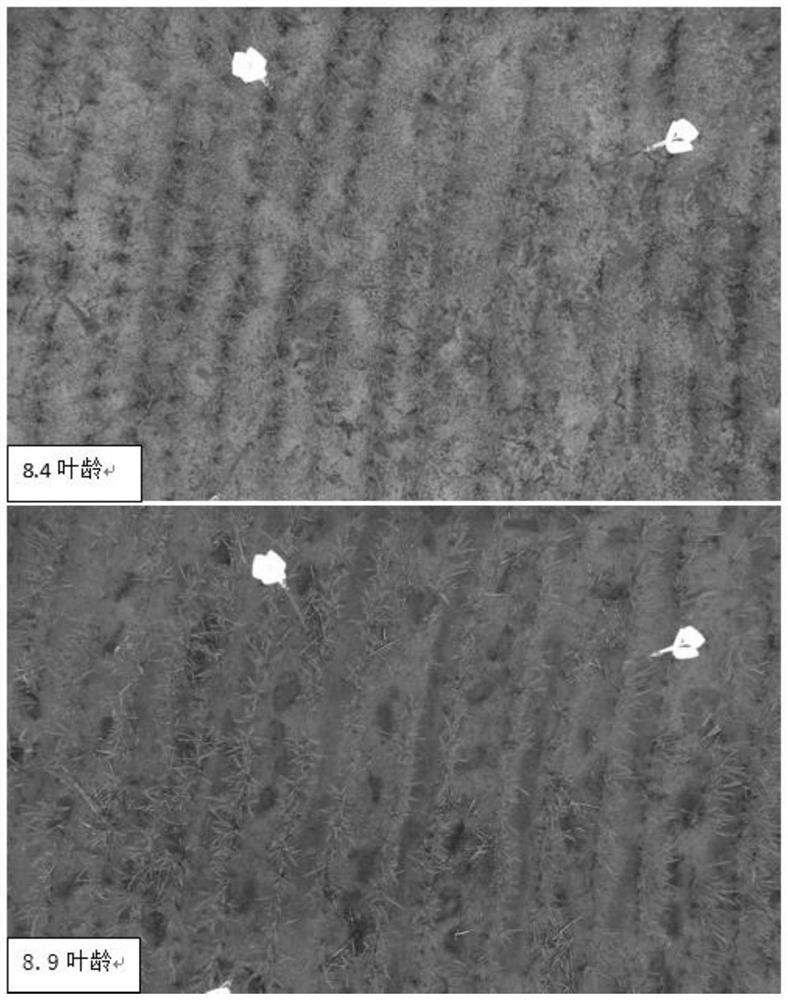 Growth stage determination method and device, agricultural system, equipment and storage medium