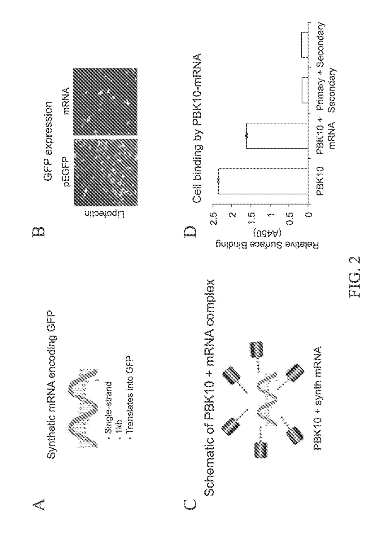 Receptor targeting constructs and uses thereof