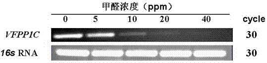 Plant expression vector of broad bean VFPPIC gene and application of plant expression vector