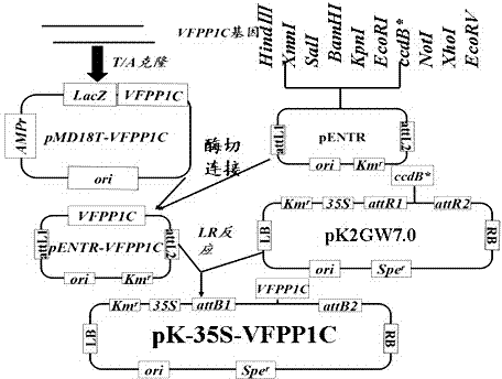 Plant expression vector of broad bean VFPPIC gene and application of plant expression vector