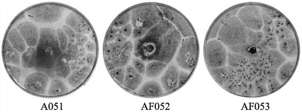 Aspergillus flavus strains and mixed flora that do not produce aflatoxin and their application