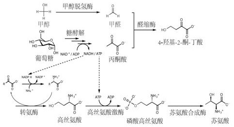 Construction method and application of homoserine and threonine biosynthetic pathway