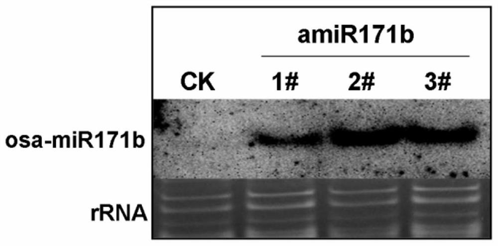 Rice small molecule rnaosa-mir171b gene and its application in increasing rice yield