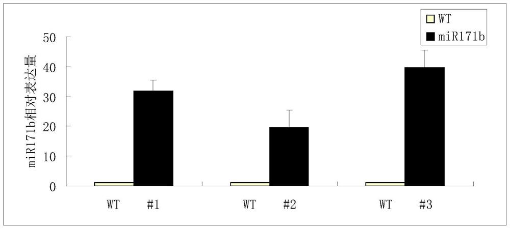 Rice small molecule rnaosa-mir171b gene and its application in increasing rice yield
