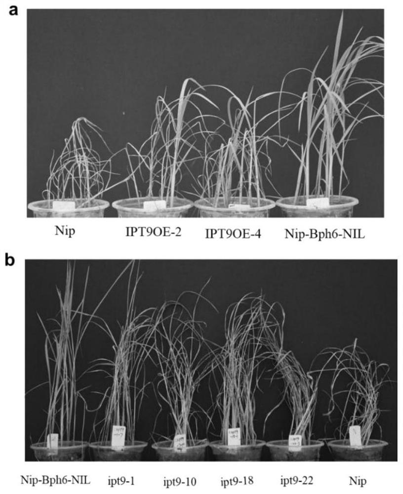 Application of rice tRNA prenyltransferase gene osipt9 in resistance to brown planthopper in rice