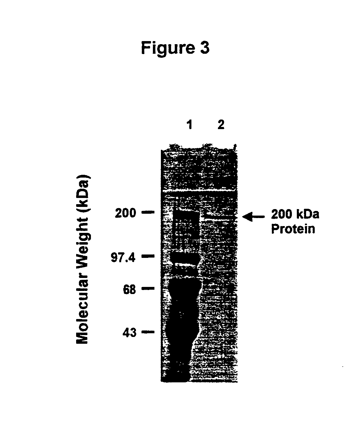 High molecular weight major outer membrane protein of moraxella