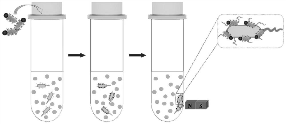 A kind of fluorescent nanoparticle and its preparation method and application