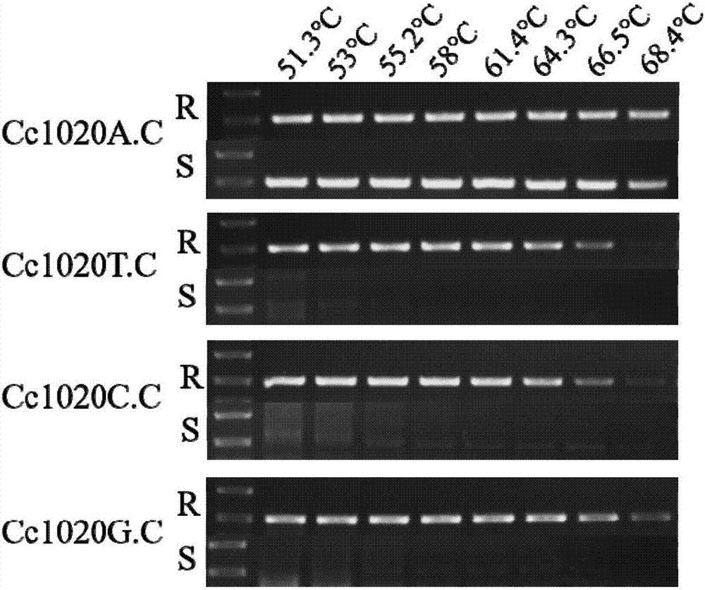 Method for fast identifying drug resistance of corynespora cassiicola on fluopyram and special primer pair