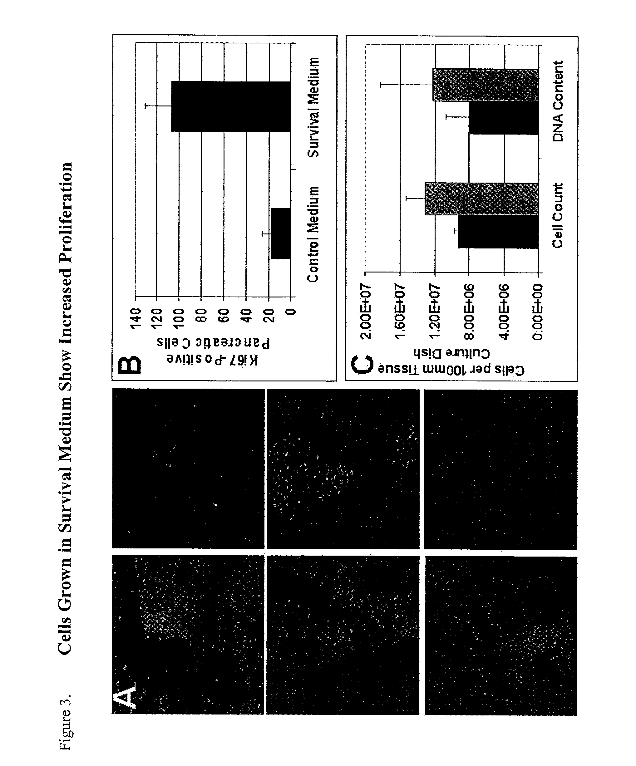 Method of improving cell proliferation of pancreatic progenitor cells in a pancreatic cell culture
