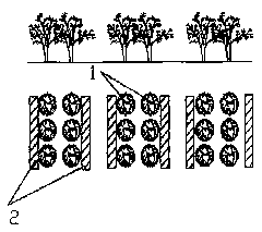 Method for artificially planting cistanche deserticola by saline water drip irrigation technology