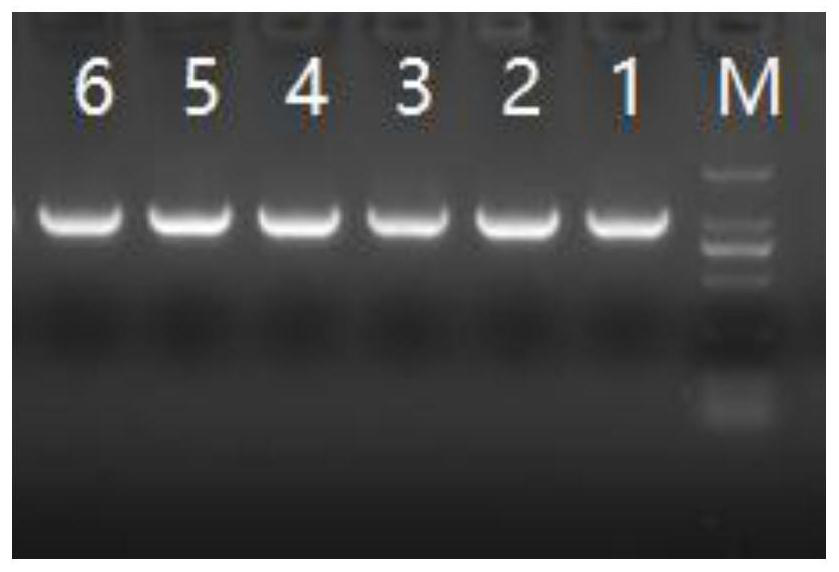 Molecular marker related to skin color of chicken, primer group and application