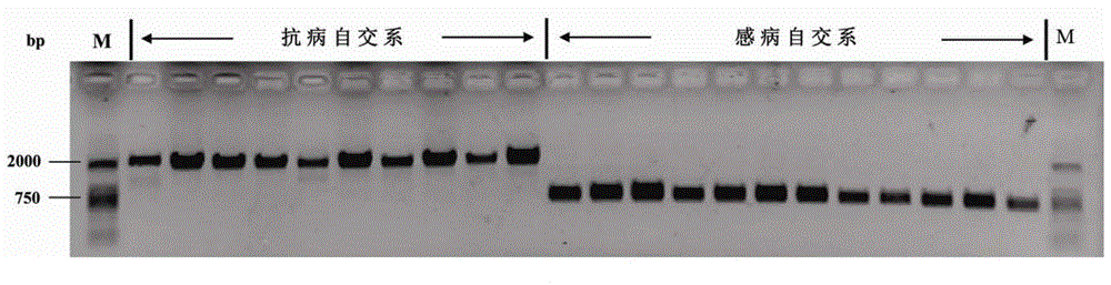 InDel molecular marker co-separated with cucumber powdery mildew resistance main effect gene