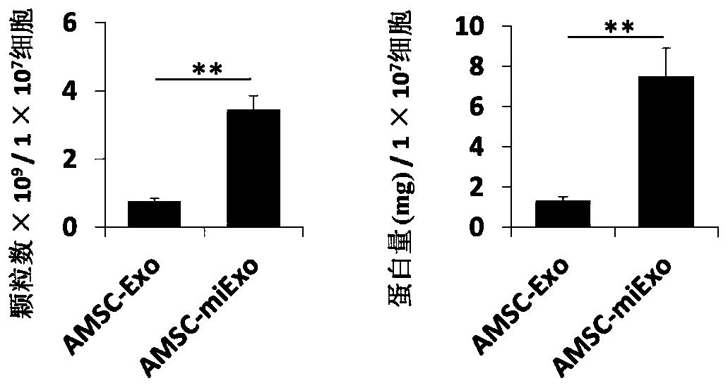 Preparation method and application of adipose-derived mesenchymal stem cell exosome