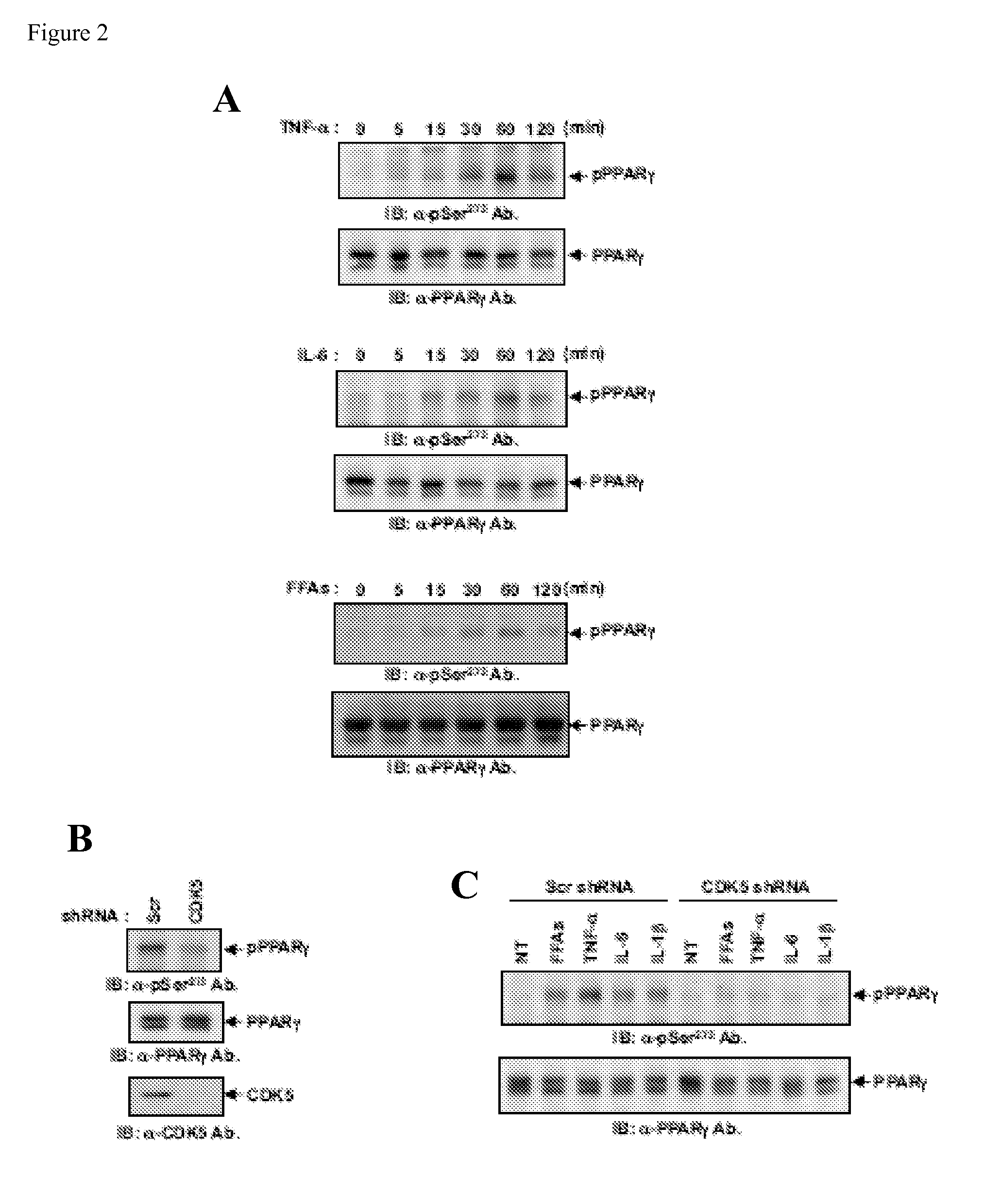 Compositions, Kits, and Methods for Identification, Assessment, Prevention, and Therapy of Metabolic Disorders