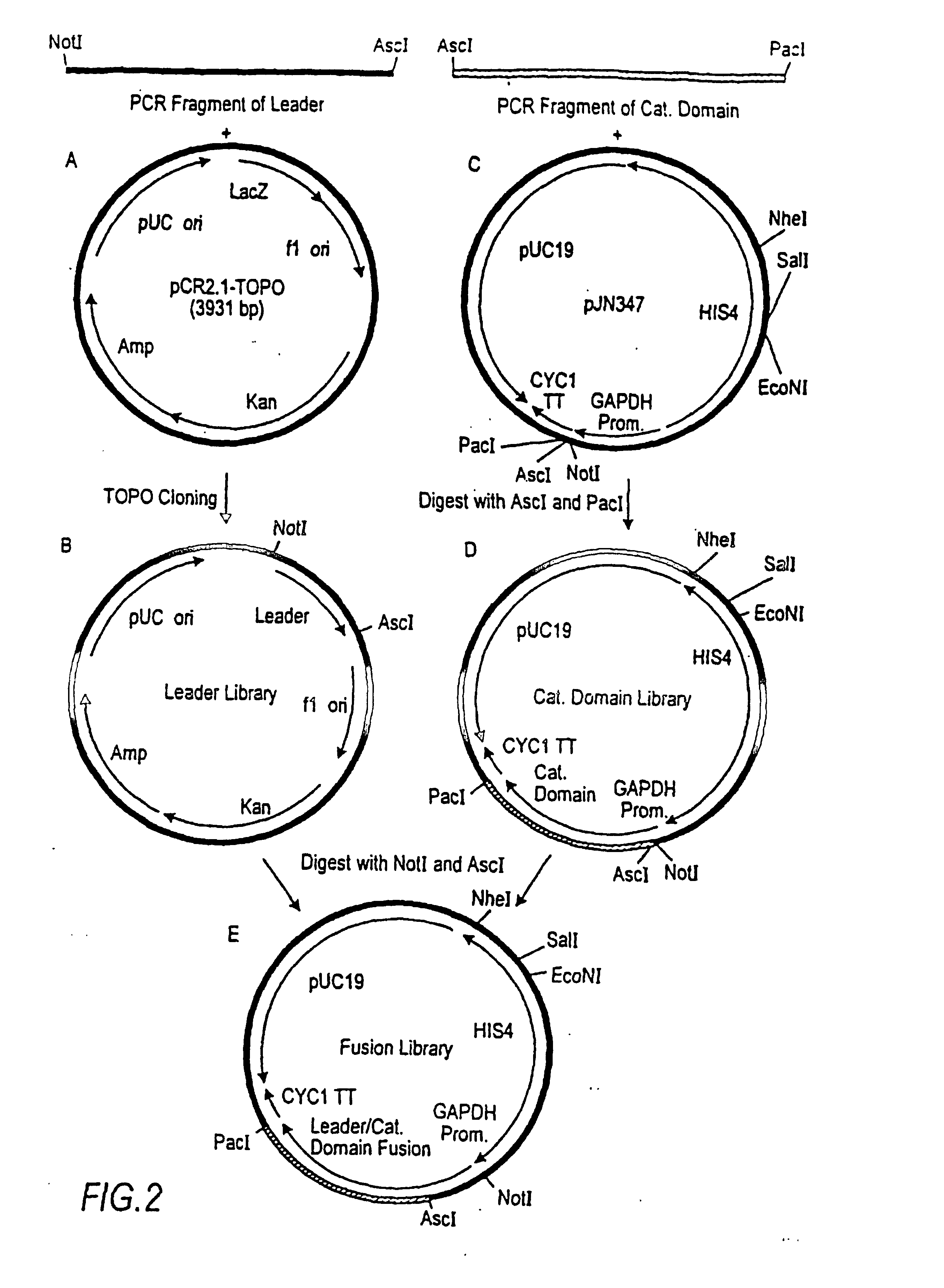 Production of modified glycoproteins having multiple antennary structures