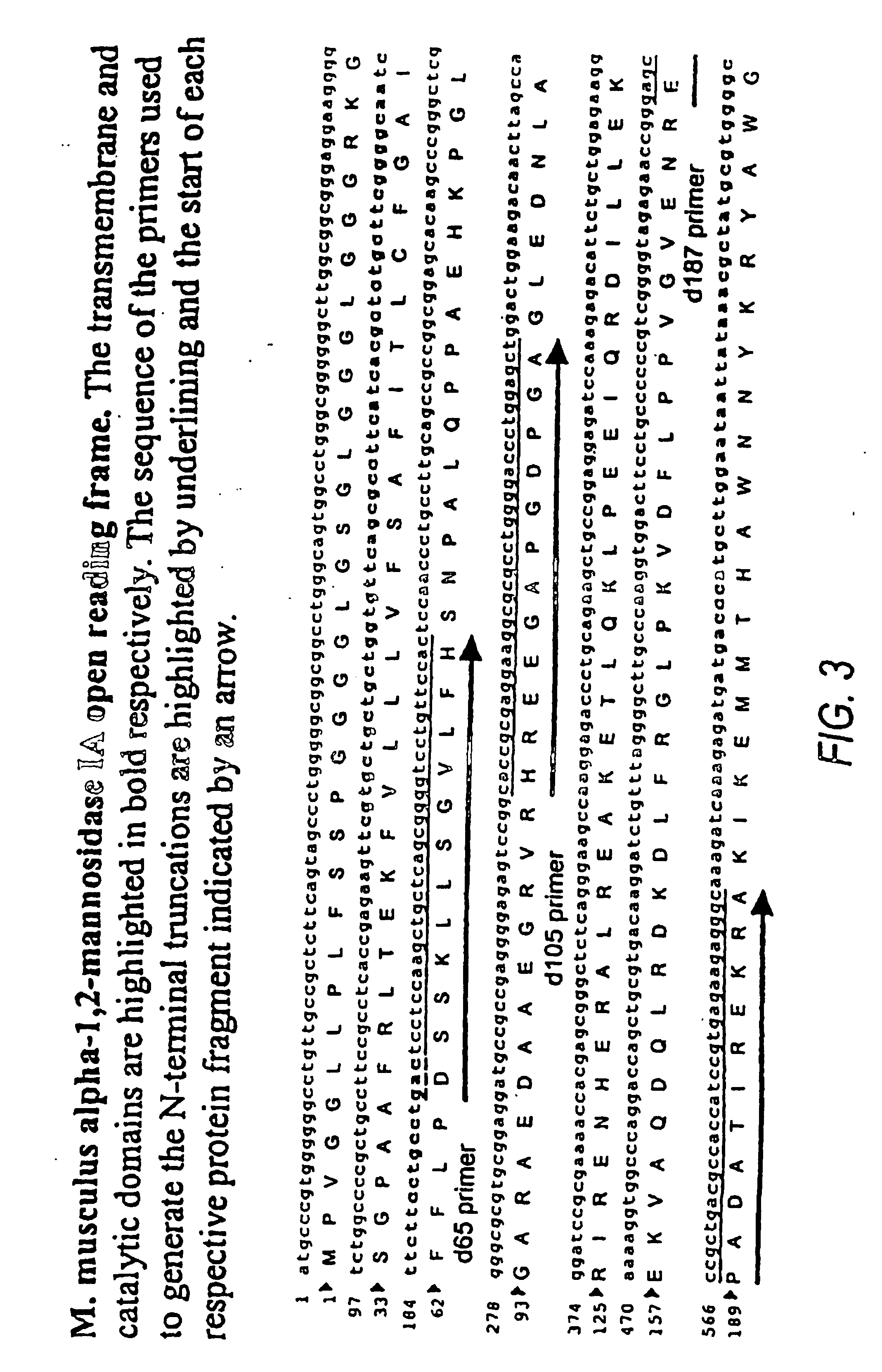 Production of modified glycoproteins having multiple antennary structures