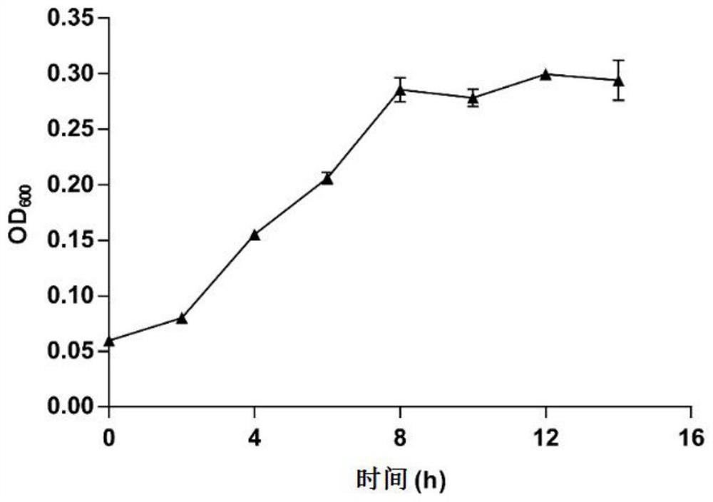 Lactobacillus fermentum for producing bacteriocin and application of lactobacillus fermentum in inhibiting production of albuginea in fermented food