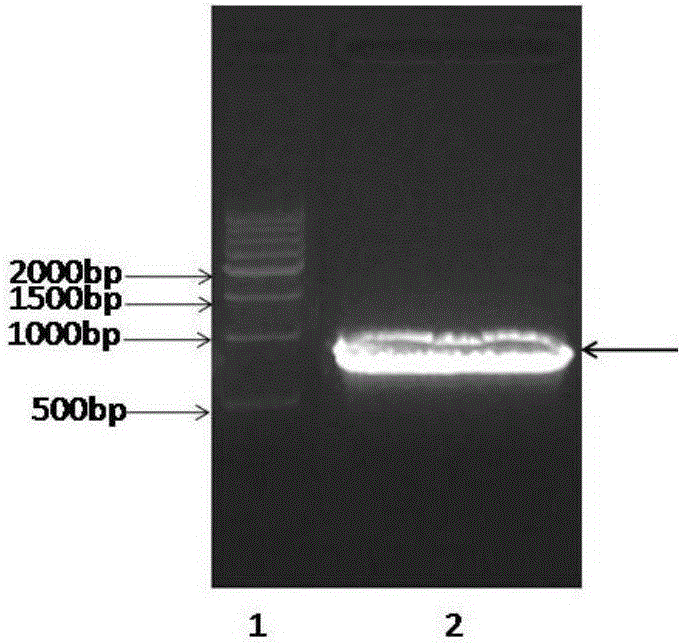 Test paper card for fluorescent quantitative detection of human PCT (procalcitonin)