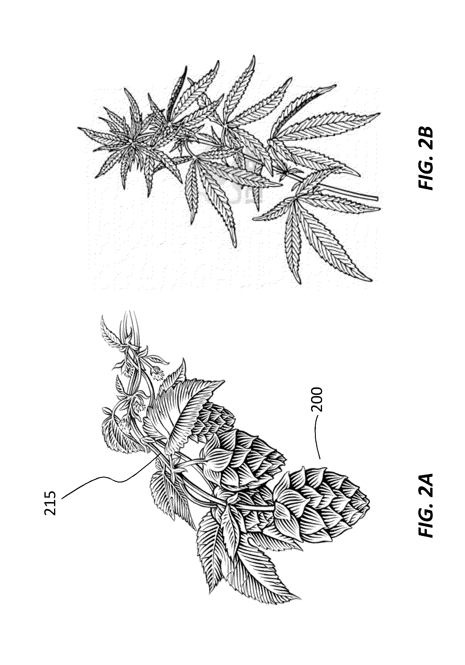 Method of improving the growth and production output of plants of the family cannabaceae sensu stricto