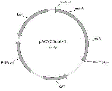 Method for biosynthesizing 2'-fucosyllactose by constructing recombinant colibacillus
