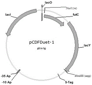 Method for biosynthesizing 2'-fucosyllactose by constructing recombinant colibacillus
