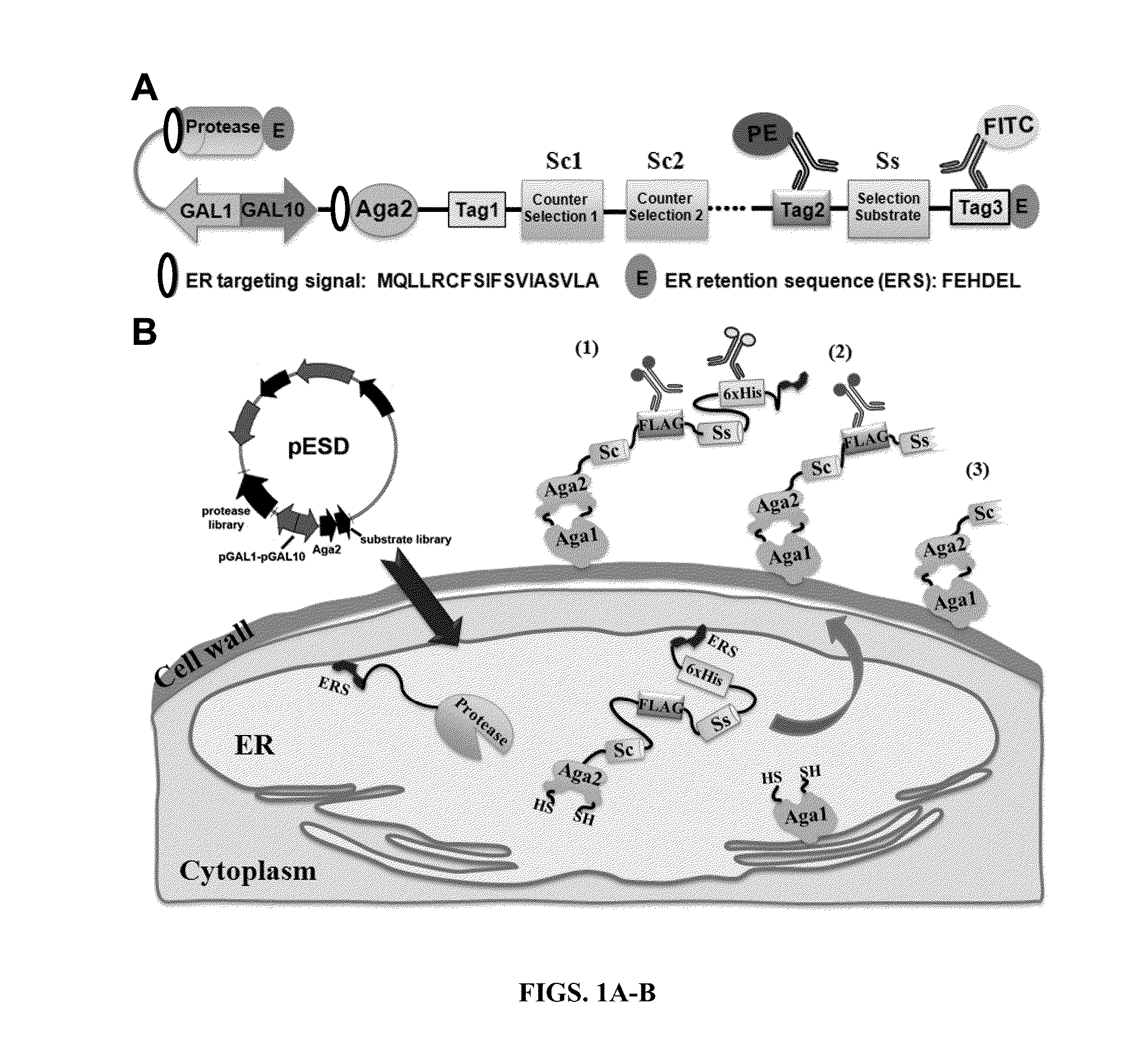 Method for engineering proteases and protein kinases