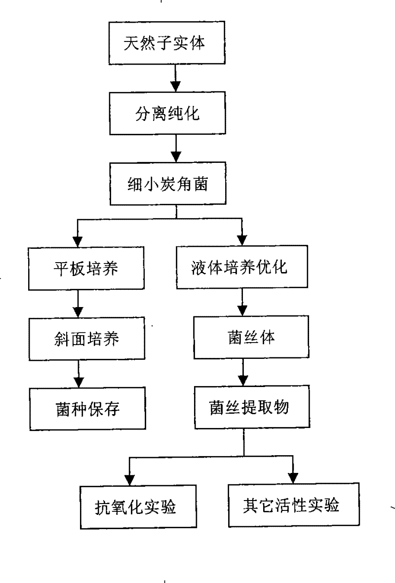 Xylaria gracillima strain, liquid fermentation and culture method thereof and application