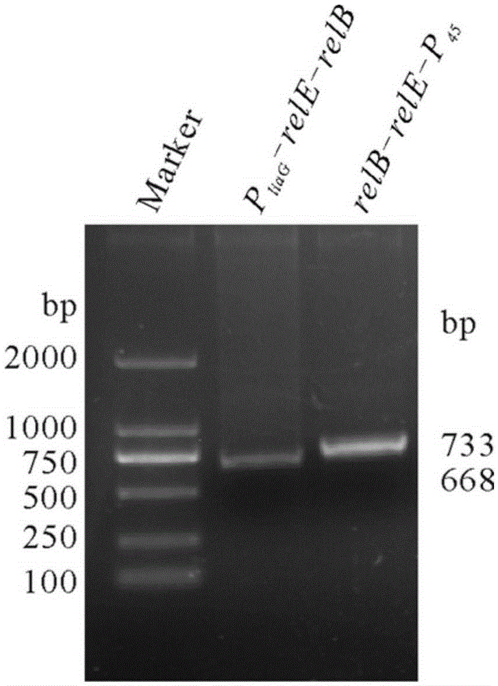 Bacterial traceless genetic manipulation vector and construction method and application thereof