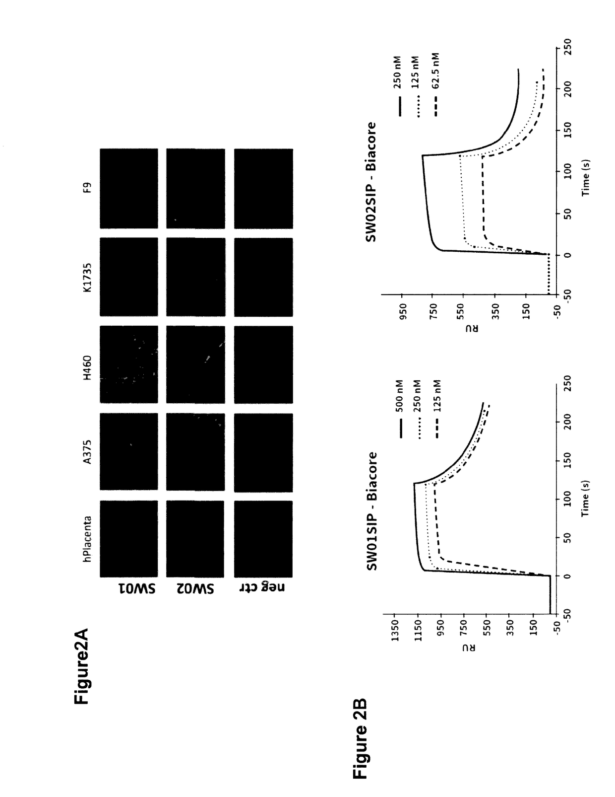 Antibodies for treatment and diagnosis